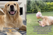 happy dog video