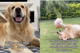 happy dog video