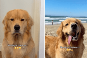 Golden retriever beach home