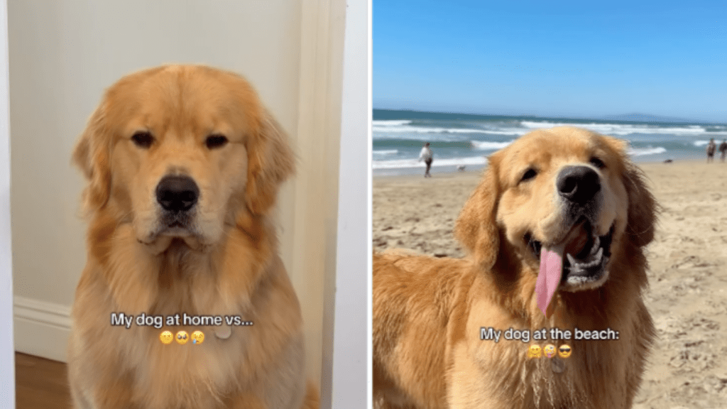 Golden retriever beach home