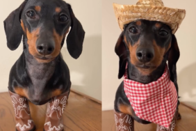 Mini Dachshund cowgirl video