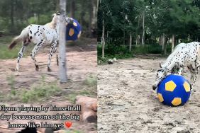 horse tiktok play alone