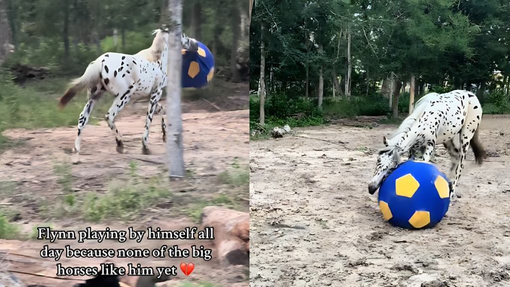 horse tiktok play alone