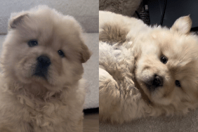 dog adoption story