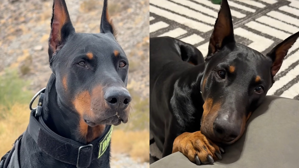 dog transform video