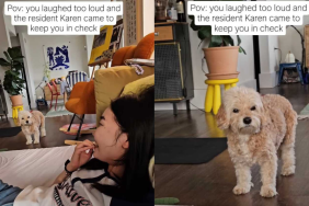 dog laugh instagram video