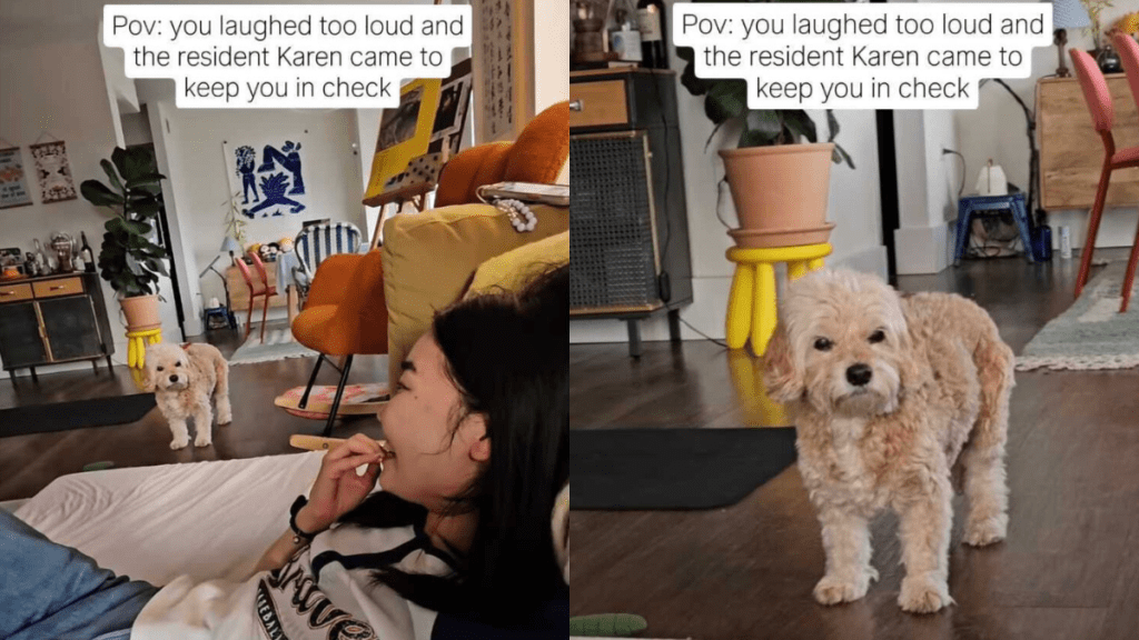 dog laugh instagram video