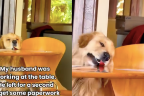 Golden Retriever snack video