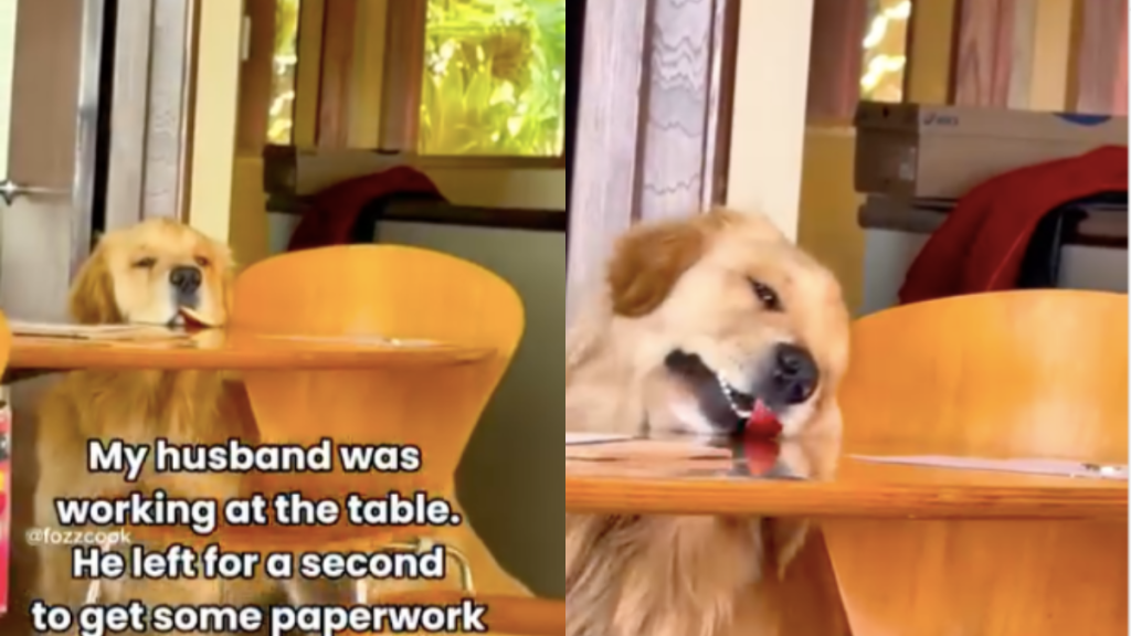 Golden Retriever snack video