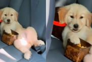 puppy car video
