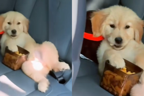 puppy car video