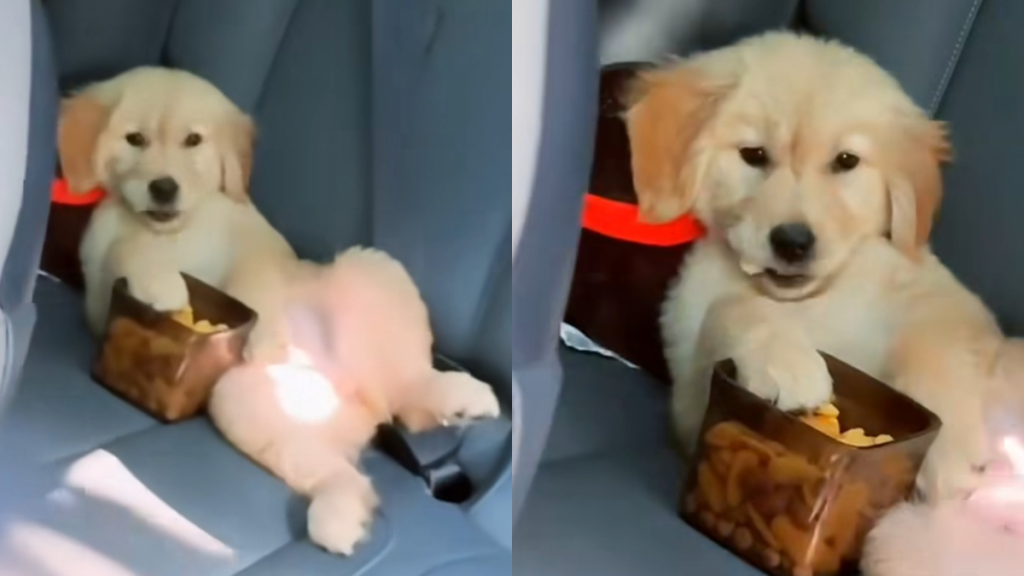 puppy car video