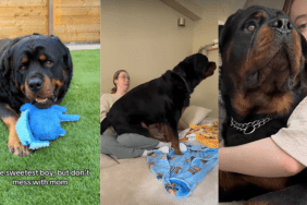 Rottweiler protect owner video