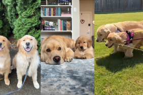 Golden Retrievers video