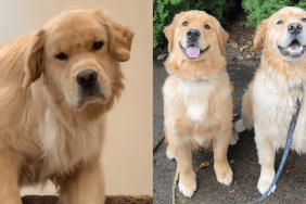 Golden Retrievers expectations vs reality video