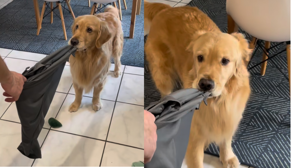 Golden Retriever video