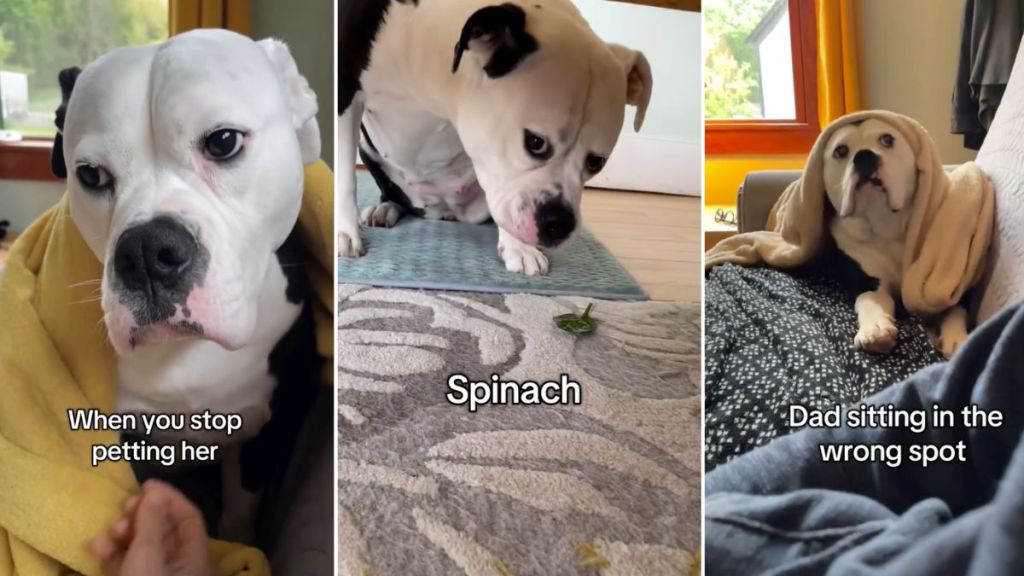 adopted dog video