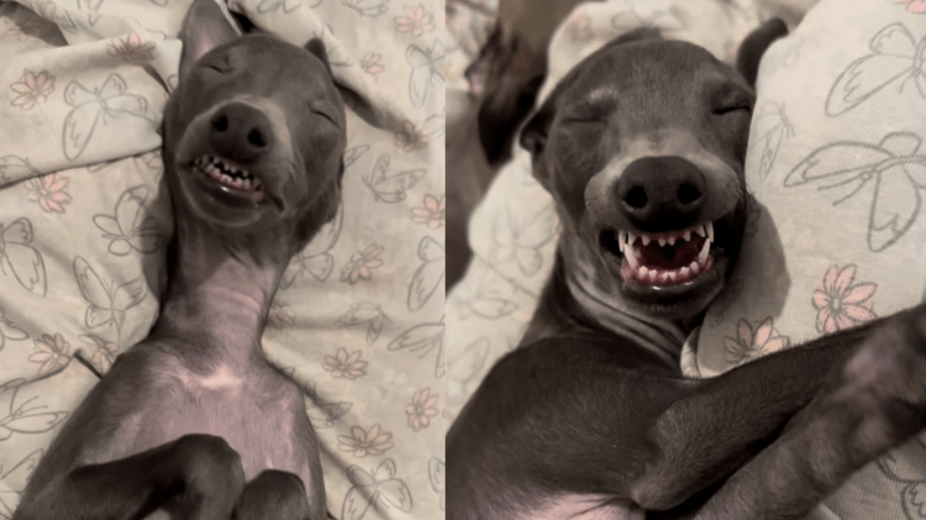 dog sleep video