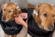 adorable dog video