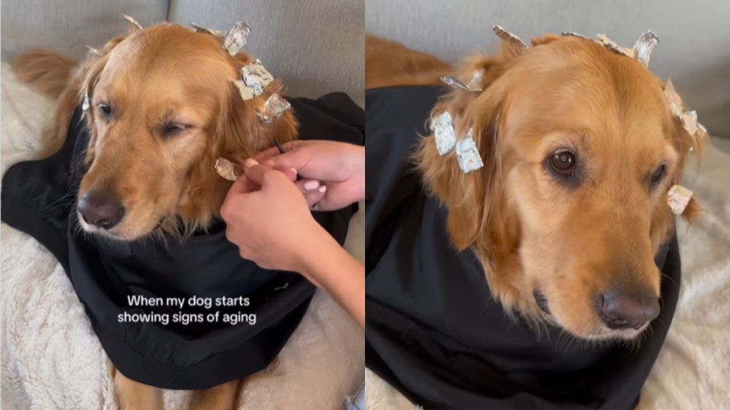 adorable dog video