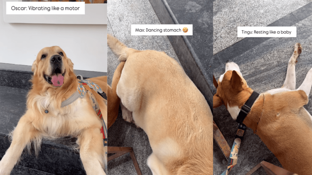 funny dog video