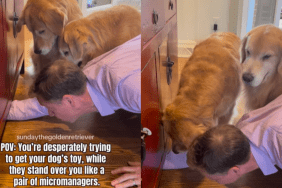 funny dogs video