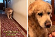 Senior dog video
