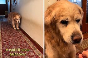 Senior dog video