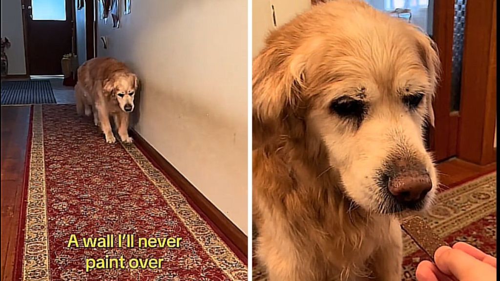 Senior dog video