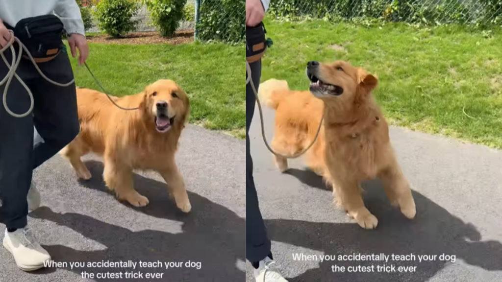 adorable dog video