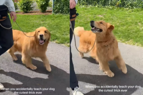 adorable dog video