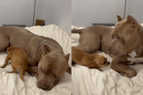 adorable dog video