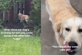 funny dog video