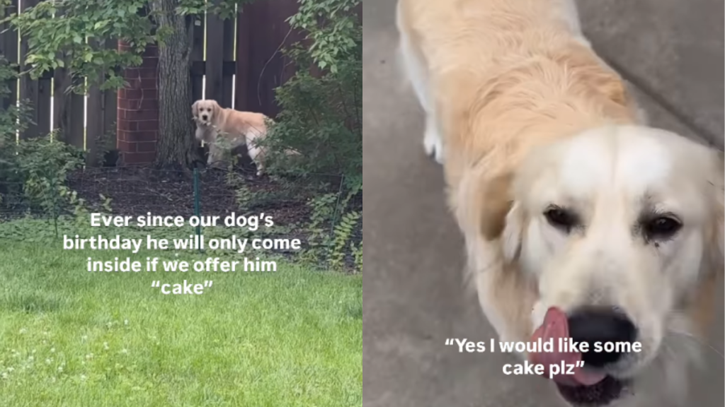 funny dog video