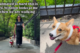 adorable dog video