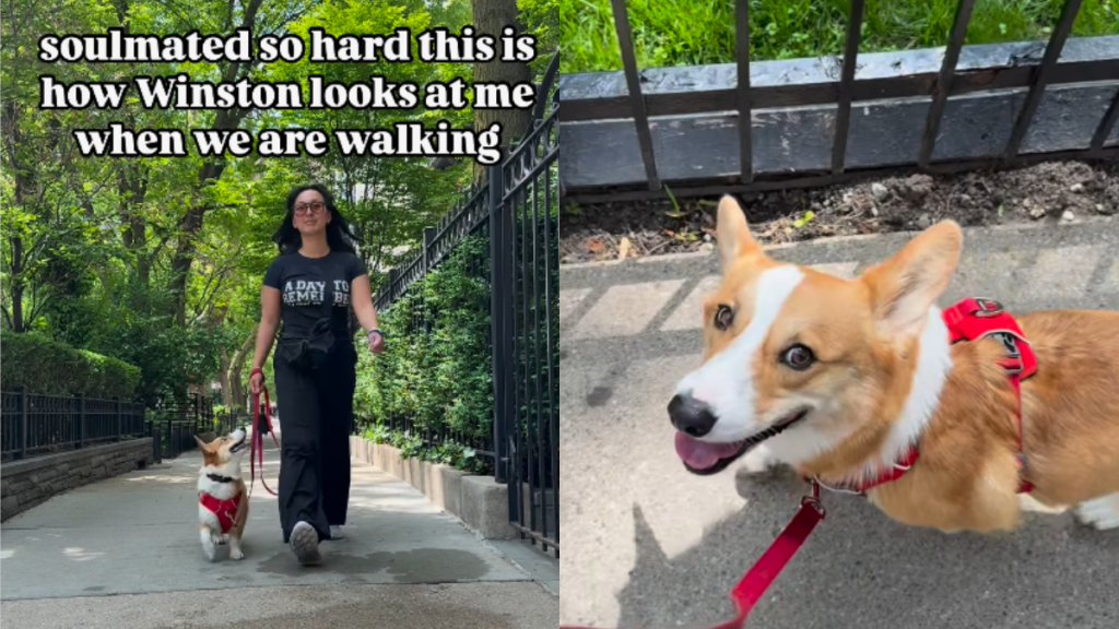 adorable dog video