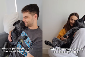 adorable dog video