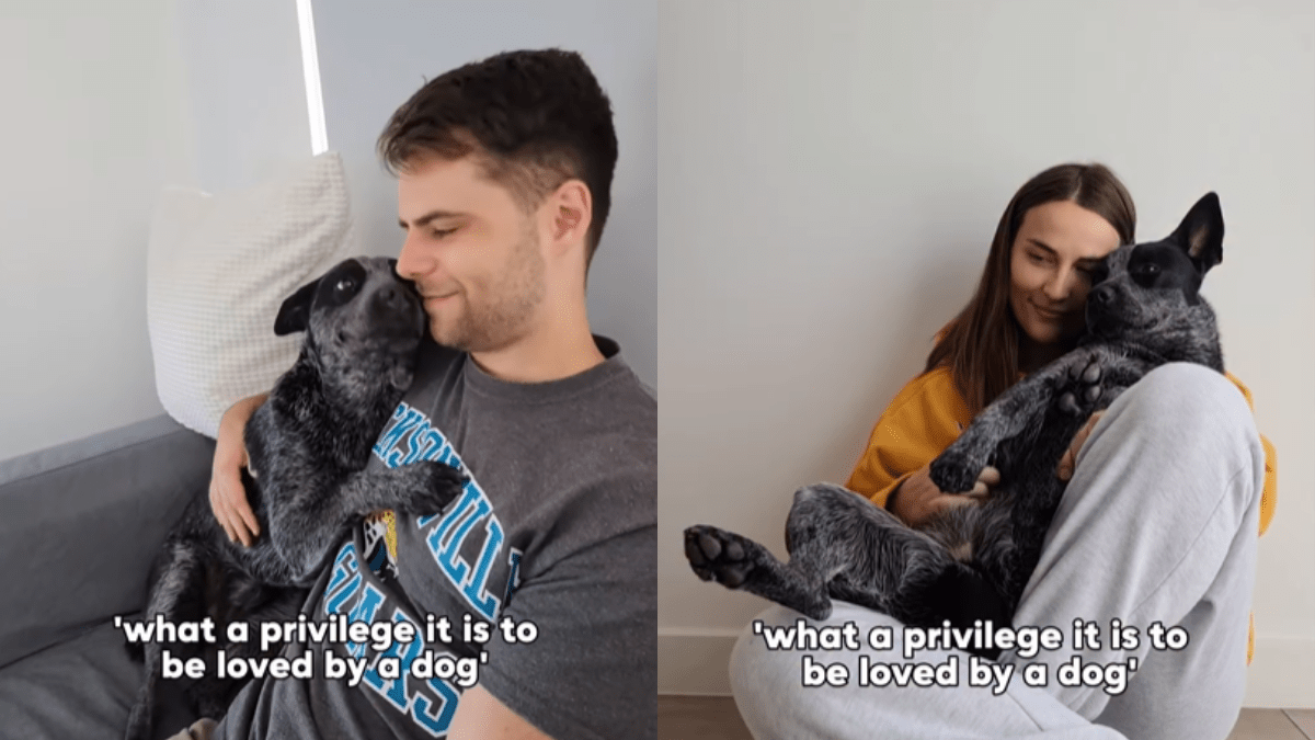 Video Reveals How Being Loved by a Dog Is a