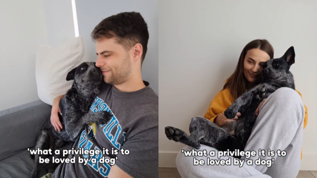 adorable dog video