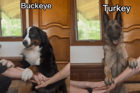 adorable dogs video
