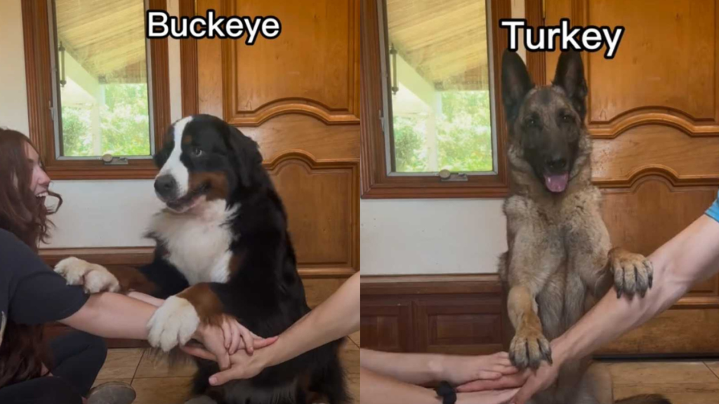 adorable dogs video