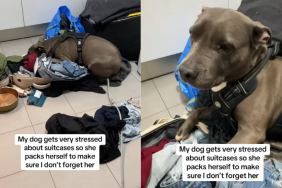 adorable dog video