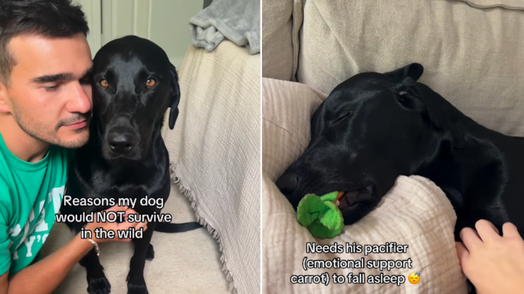 funny dog video