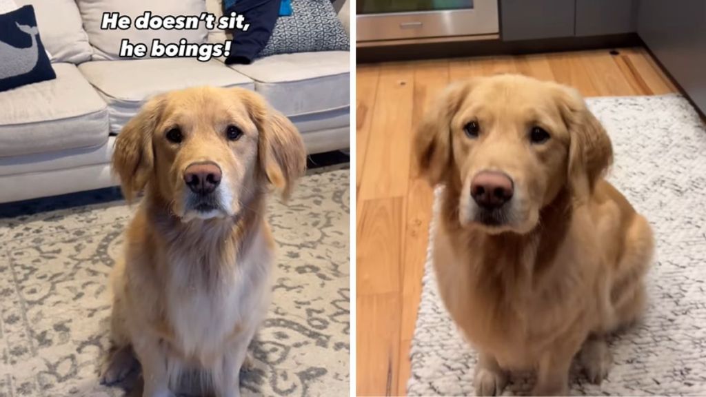 dog sitting video