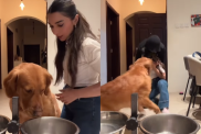 adorable dog video