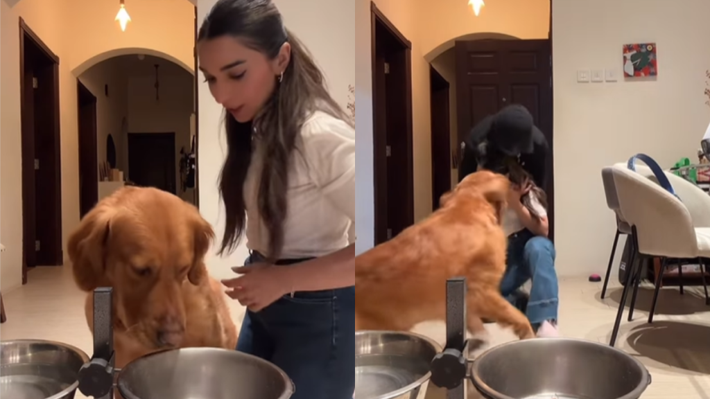 adorable dog video