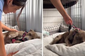 dog bath video