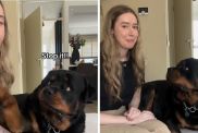 owner copy dog video
