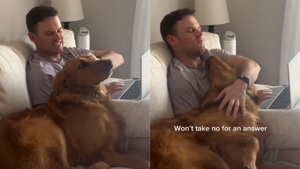 adorable dog video