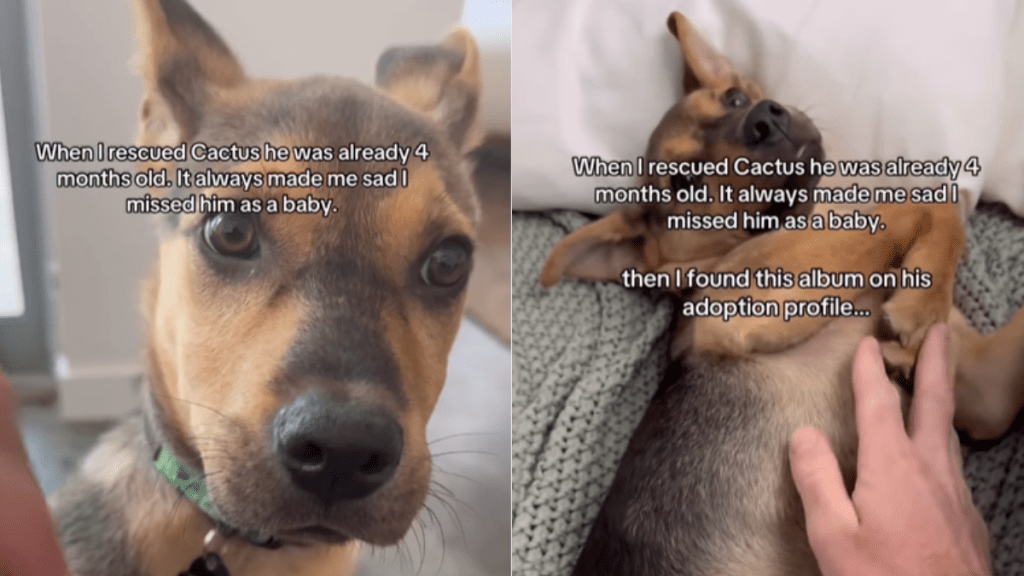 emotional dog video